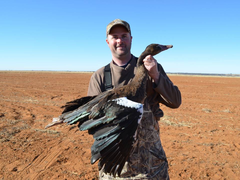 First Spurwing Goose - Field Hunting in Africa.jpg